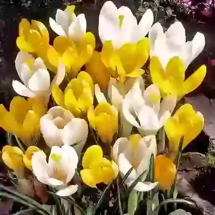 Large Flowering Dutch Crocus